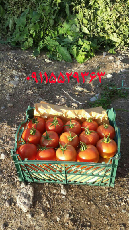 فروش ویژه گوجه گلخانه ای و فضای باز