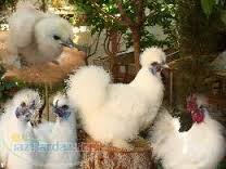 فروش انواع تخم نطفه دار طیور و پرندگان زینتی به صورت تضمینی