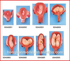 مولاژ جنین در سنین مختلف