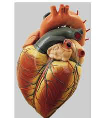 مولاژ پزشکی قلب