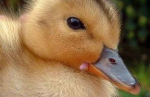 – فروش جوجه اردک در سنین مختلف