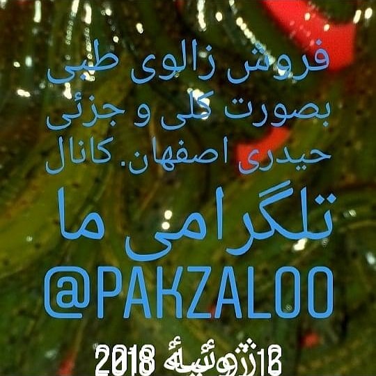 پاک زالو