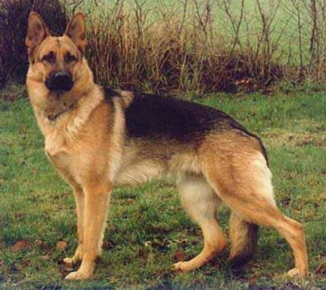 سگ ژرمن،روتوایلر،قفقازی،سرابی