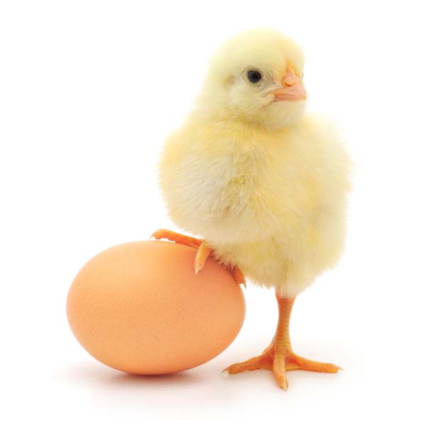 فروش دستگاه پرکن مرغ و تخم نطفه دار همه پرندگان