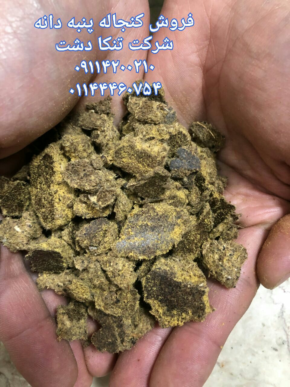 تخم و کنجاله پنبه دانه خوراک دام