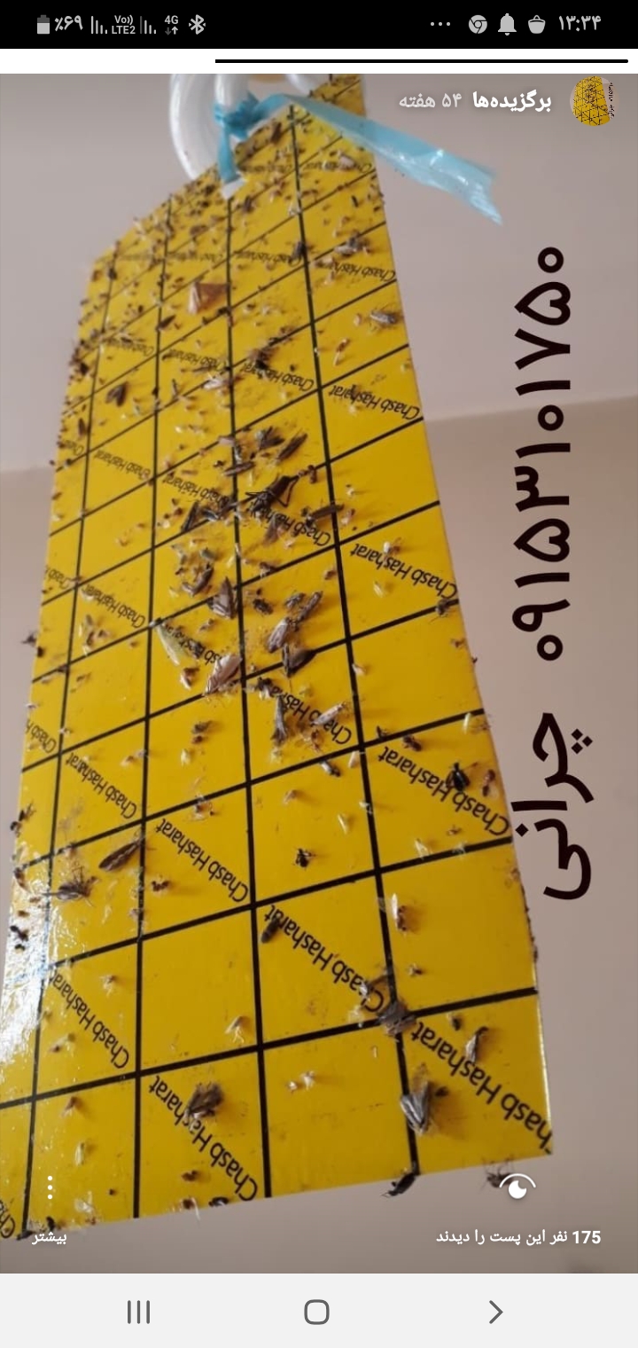 کارت زرد چسبدار حشره  حشرات پسیل پسته کاغذ سیلیکون