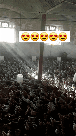 جوجه گلپایگانی