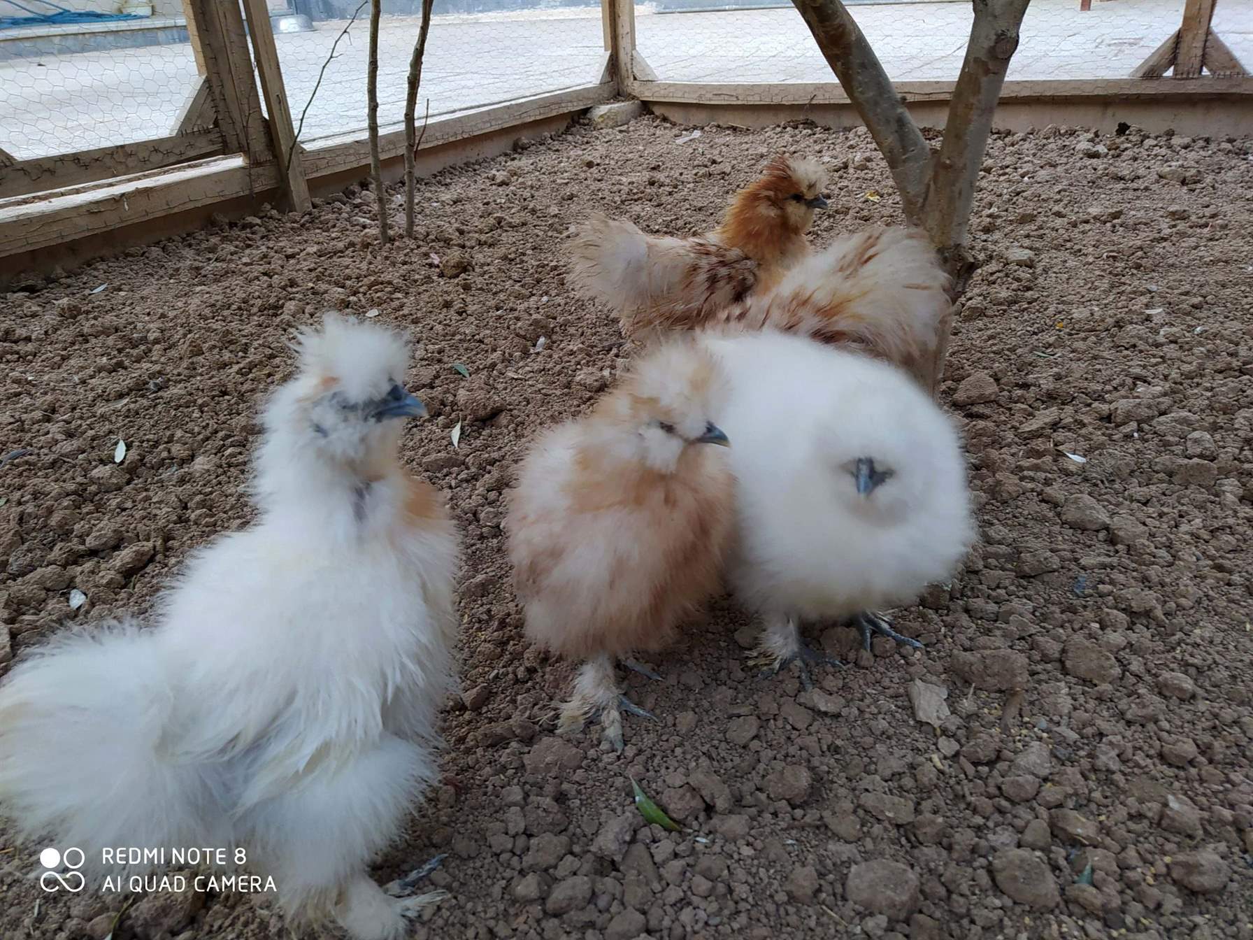 مرغ وخروس
