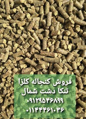 فروش کنجاله کلزا