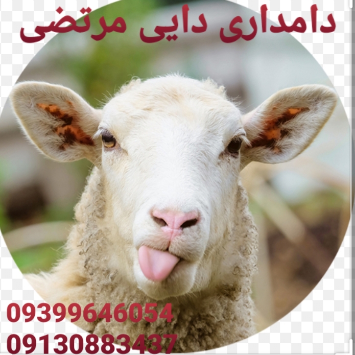 فروش گوسفند زنده دائی مرتضی