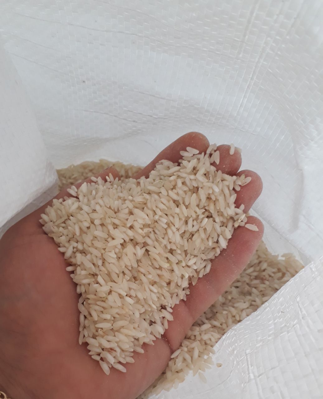 فروش عمده برنج عنبر بو