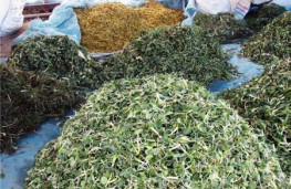 فروش بذر و پیاز انواع گیاهان دارویی و پیاز گل