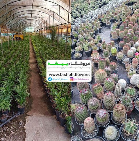 فروشگاه بیشه: اولین ومعتبرترین فروشگاه فروش بذر،سم،کود،خاک جوانه زنی و… در ایران