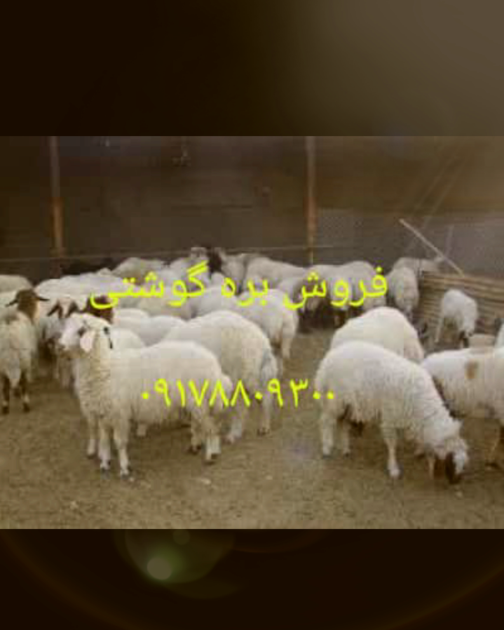 فروش بره گوشتی