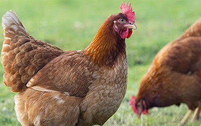 فروش مرغ بومی تخم گذار -سابین تجارت