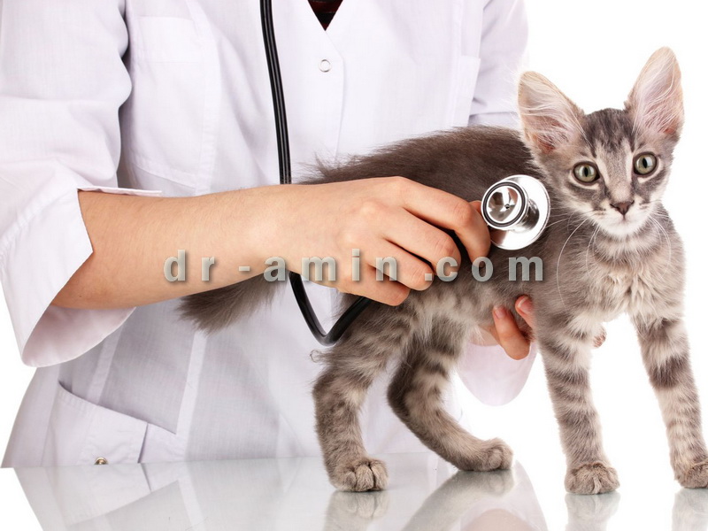 مطب دامپزشکی دکتر امین