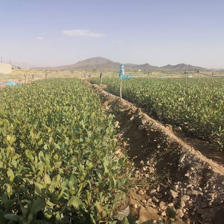 فروش نهال پسته
