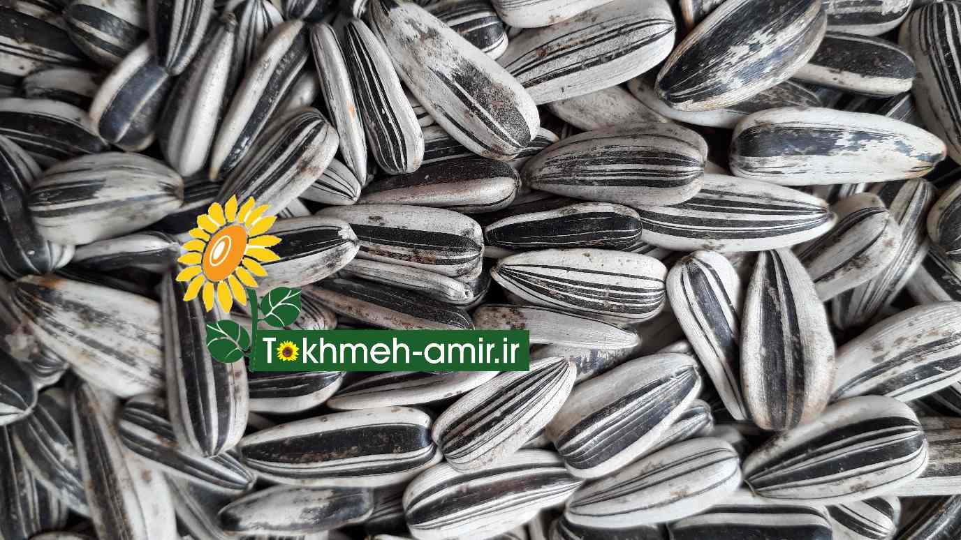 فروش تخمه،تخمه کدو وآفتابگردان آجیلی