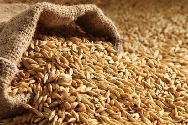 فروش یک تن گندم و جو