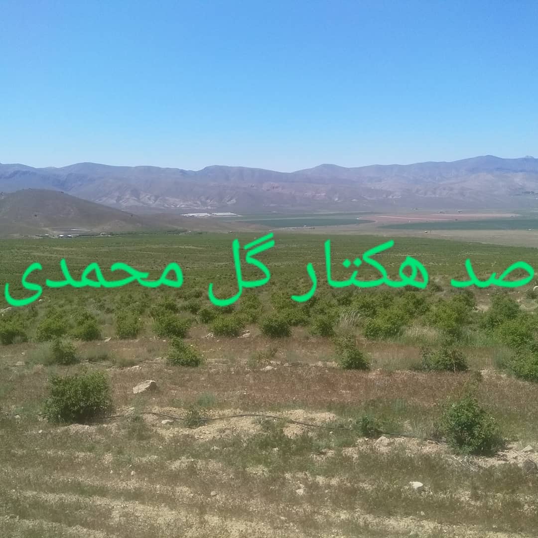 فروش نهال گل محمدی باکیفیت و فروش گلاب محمدی خالص
