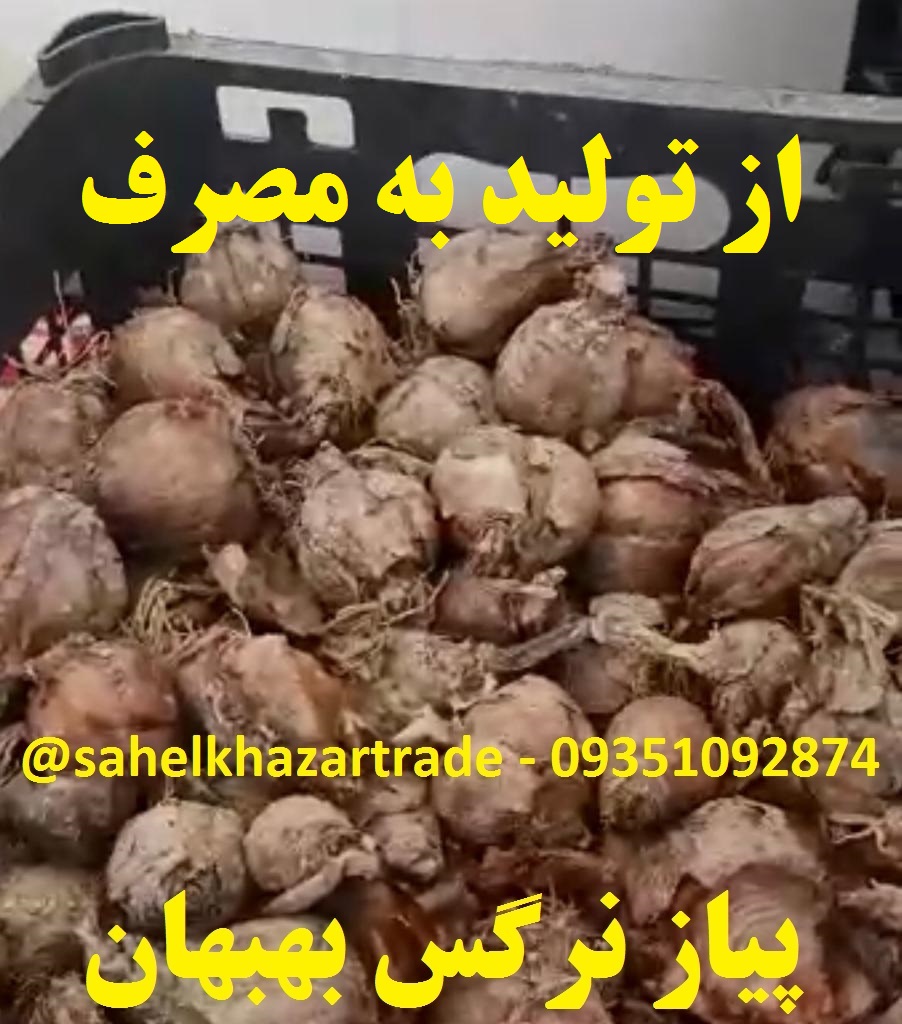 فروش بیواسطه پیاز گل نرگس شهلا بسیار معطر (بهبهان)