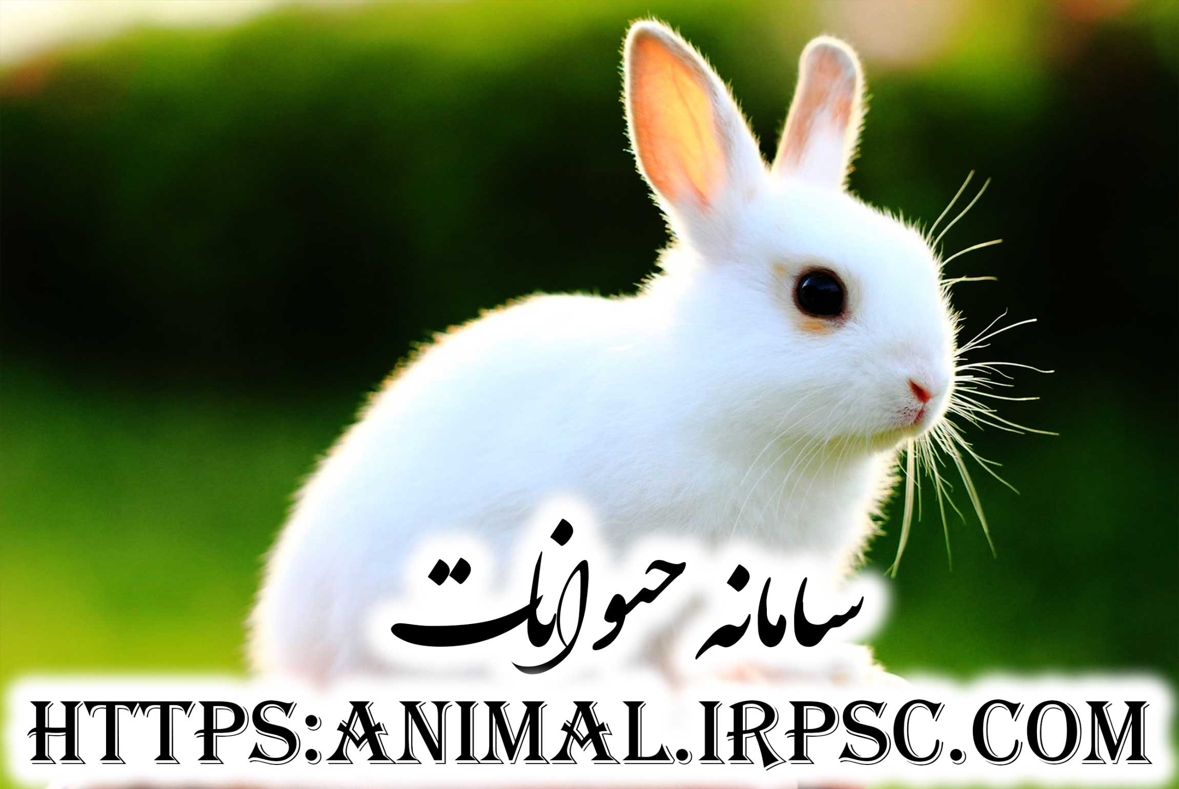 سامانه حیوانات | حیوانات و دامپزشکان