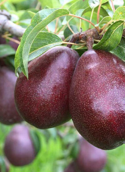 نهالستان و نهال فروشی ایران نهال به مدیریت مهندس سجاد همراهی