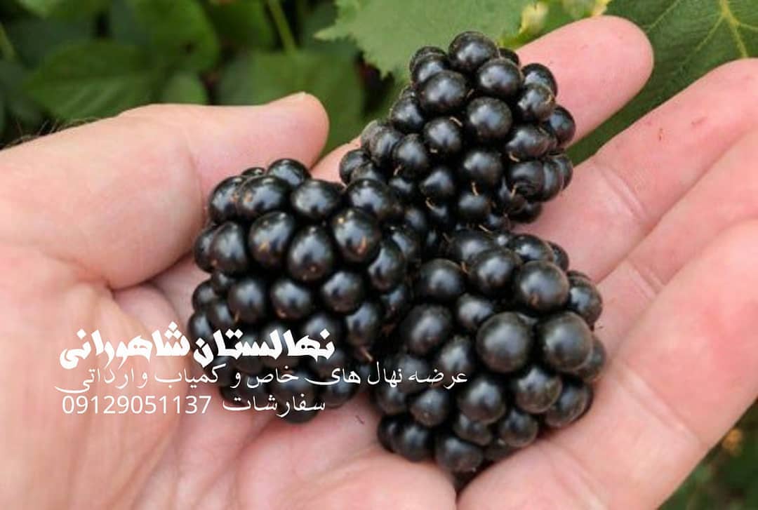 فروش نهال بلک بری در واریته های مختلف