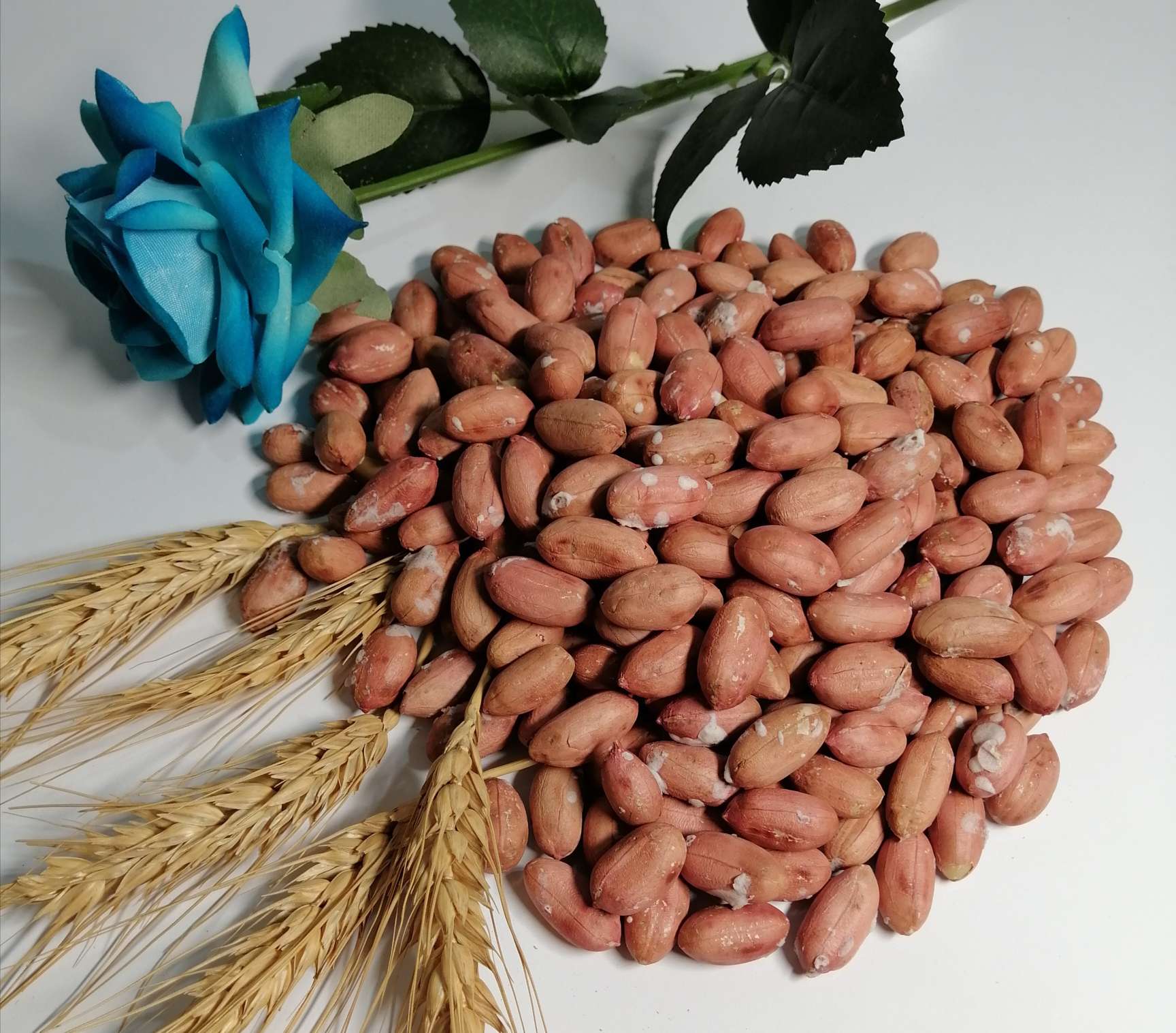 فروش عمده انواع بادام زمینی
