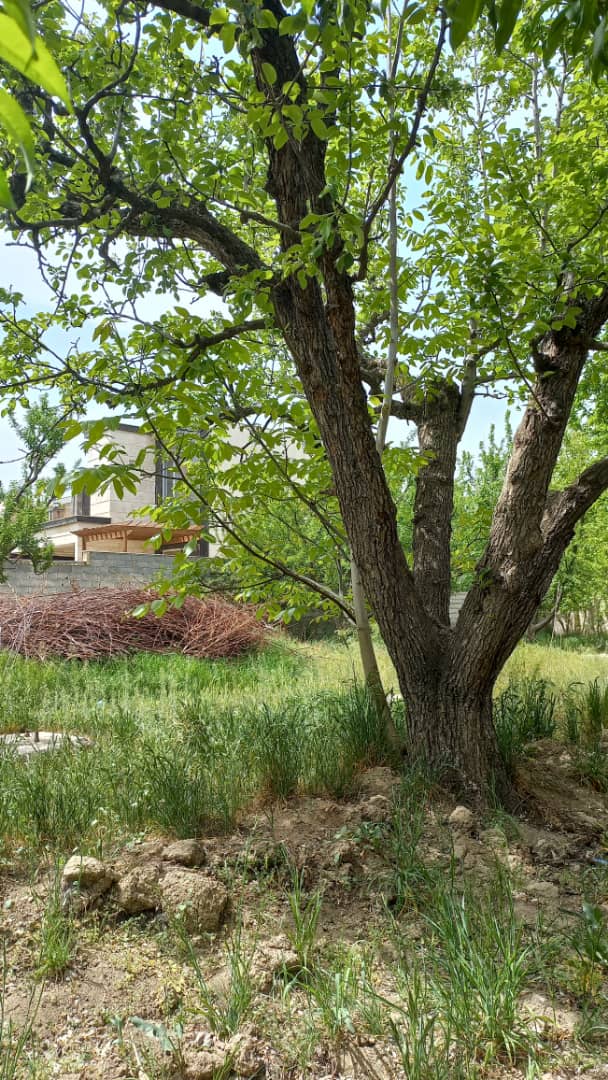 باغ میوه با شرایط عالی در منطقه ویلایی و خوش آب و هوای سهیلیه کرج
