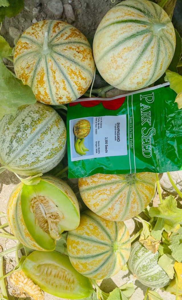 بذرشاهپسند