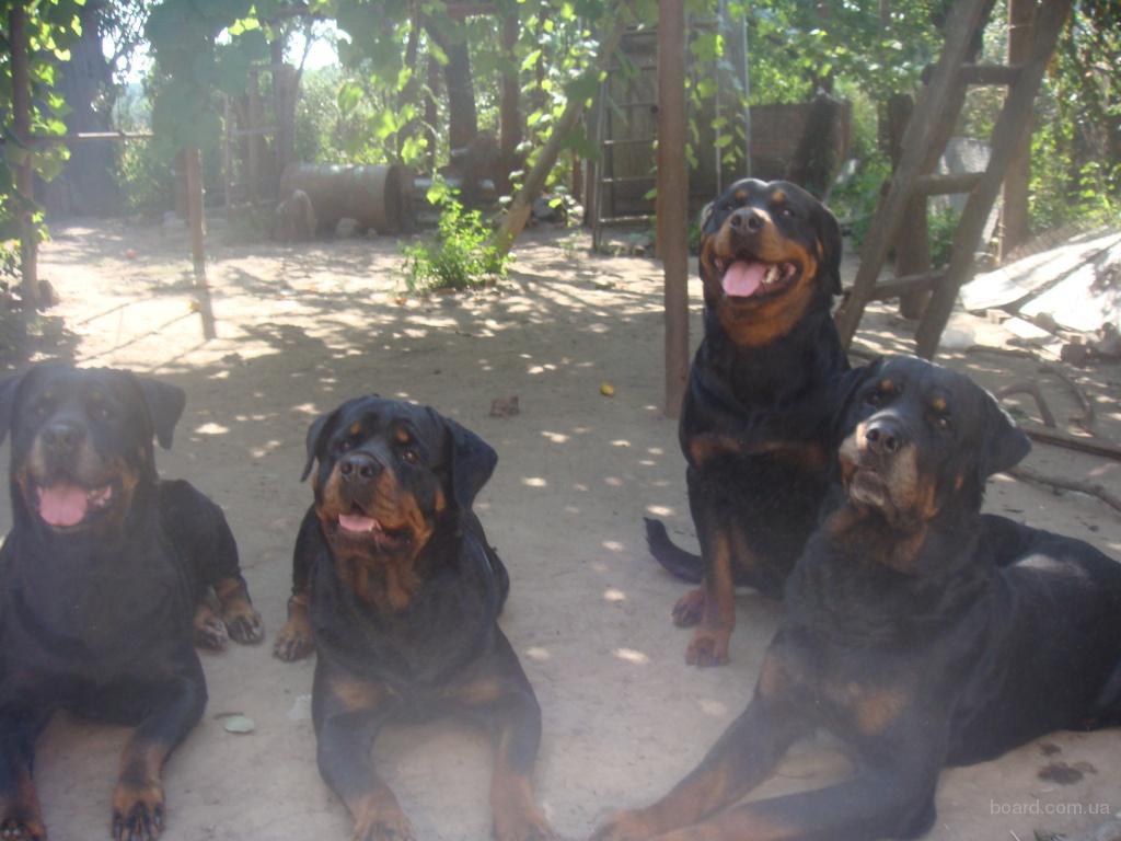 مرکز فروش سگ روتوایلر(Rottweiler) در تهران و کرج