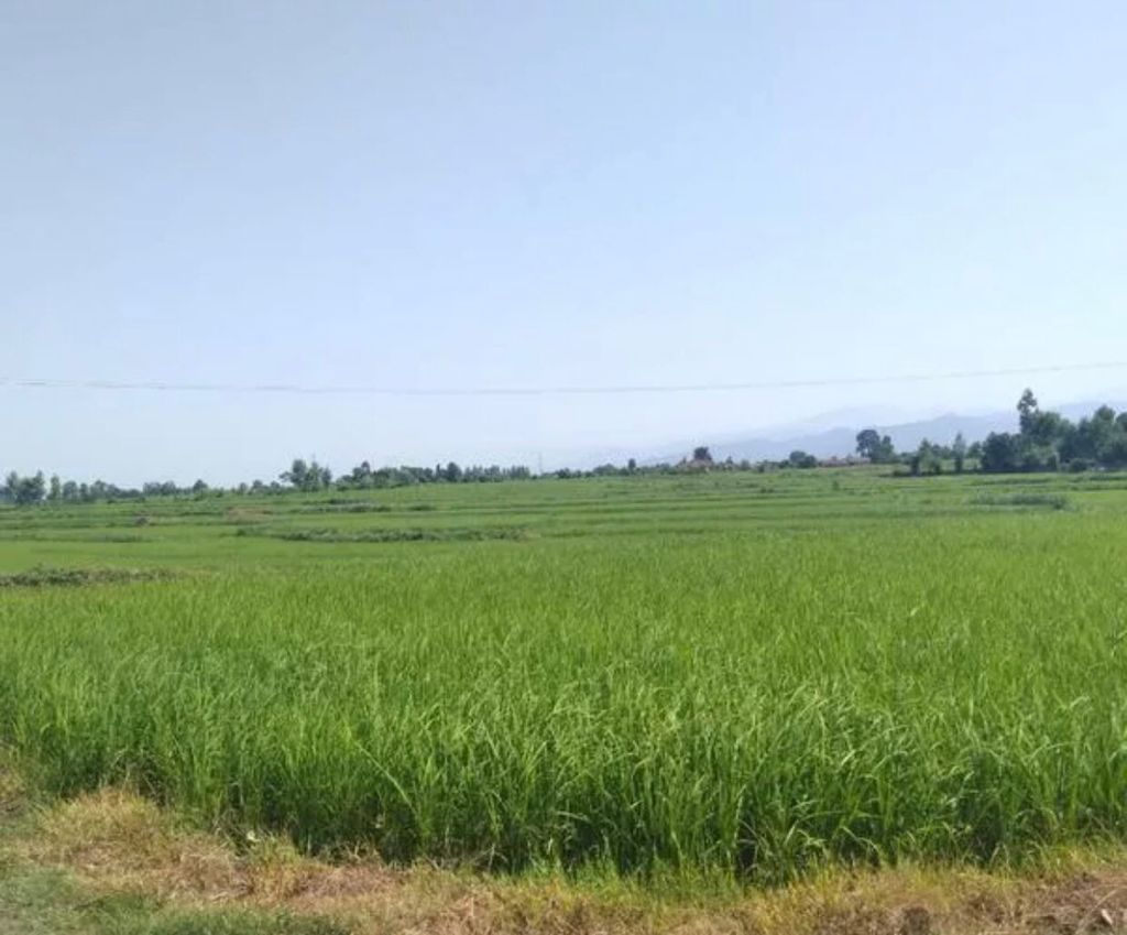 فروش ۳۵هکتار زمین کشاورزی برنج زیرقیمت