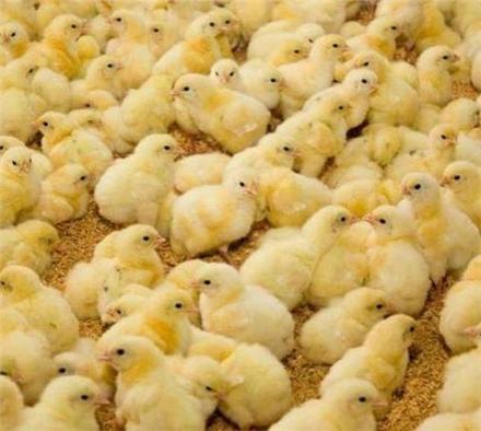 فروش جوجه گوشتی