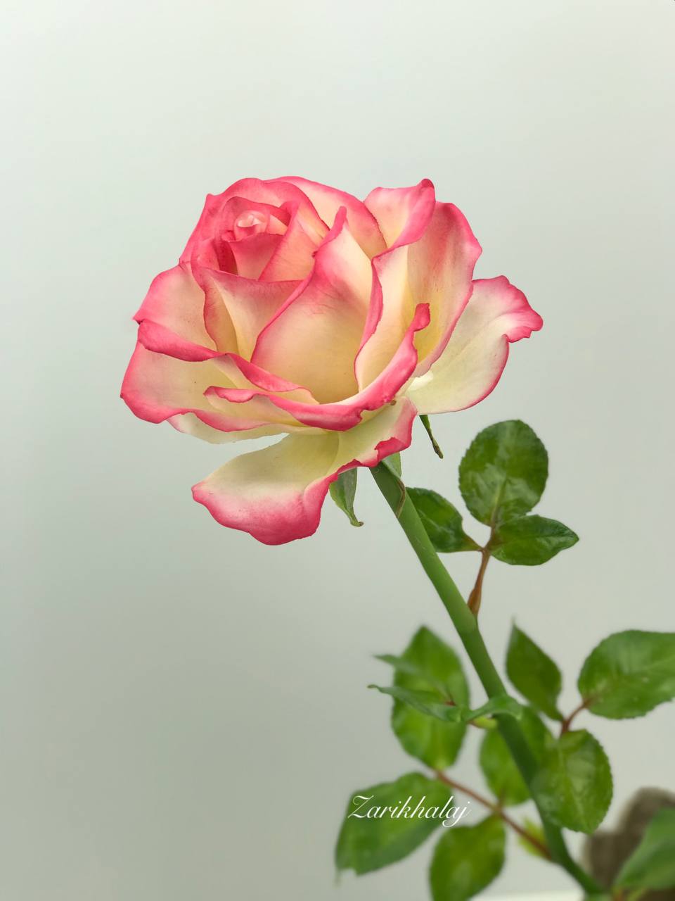 فیلم ساخت گل رز با خمیر چینی