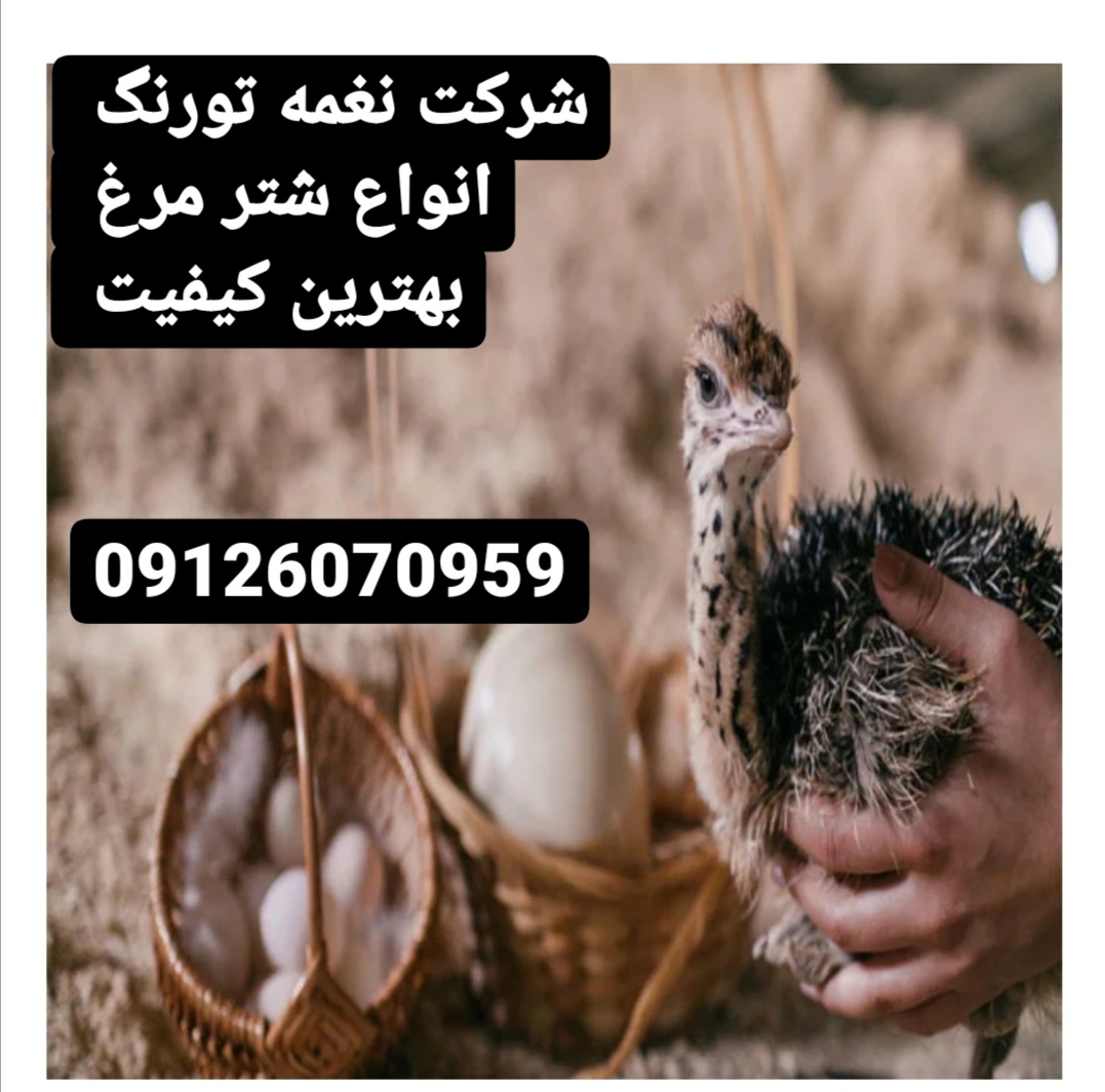 جوجه شترمرغ کانادایی یک ماهه