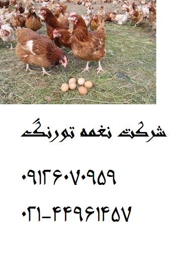 فروش نیمچه مرغ بومی – طیور