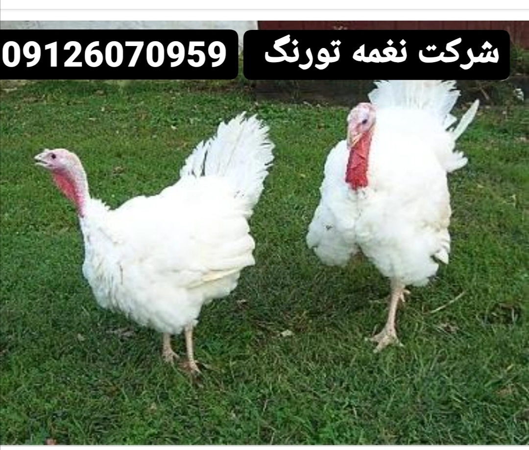 فروش و قیمت بوقلمون بیوتی