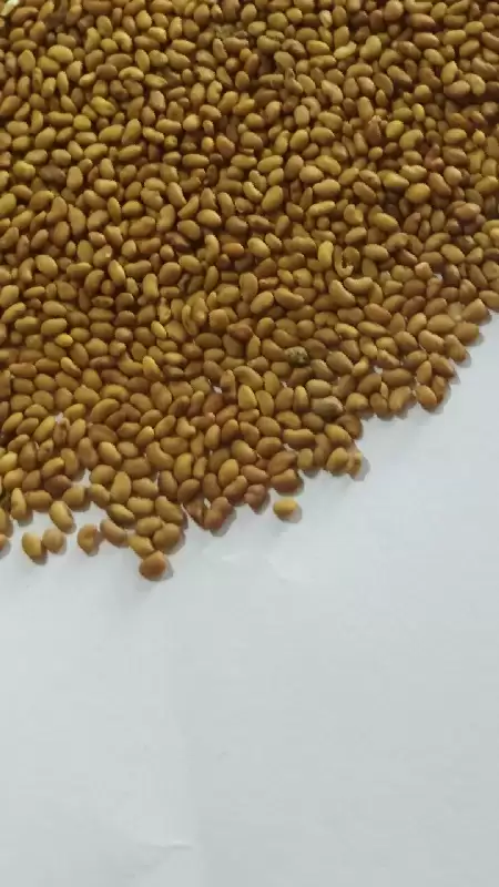 تهیه و توزیع بذر قره یونجه