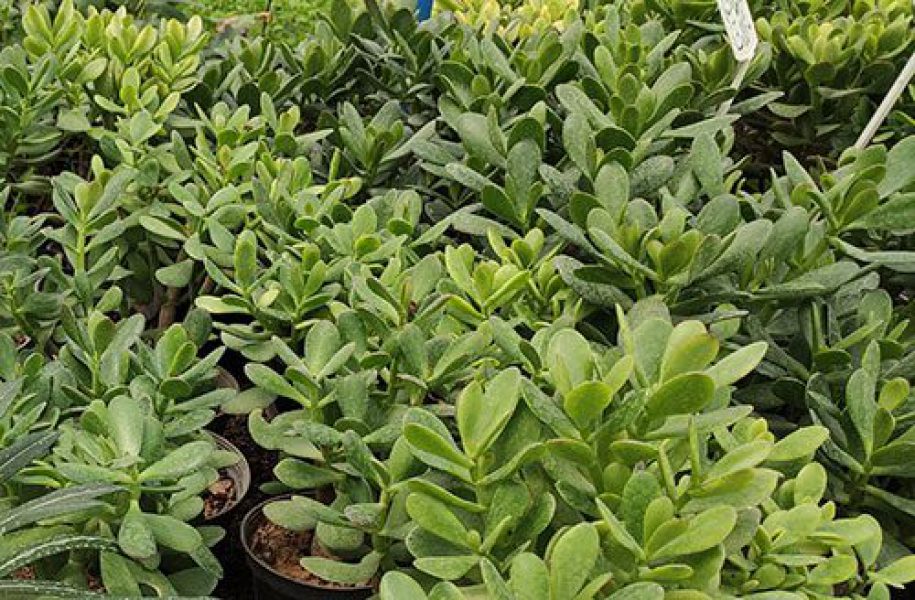 کراسولا، گیاه یشم، فروش عمده گل کراسولا، آواتا طلائی، گل عمده، گیاه آپارتمانی ،صادرات گیاه،گیاه ثروت