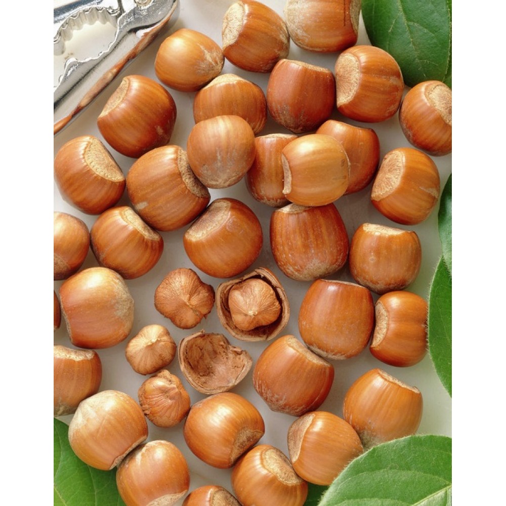 فندوق ترک ۲۹ آذر ویژی شب یلدا