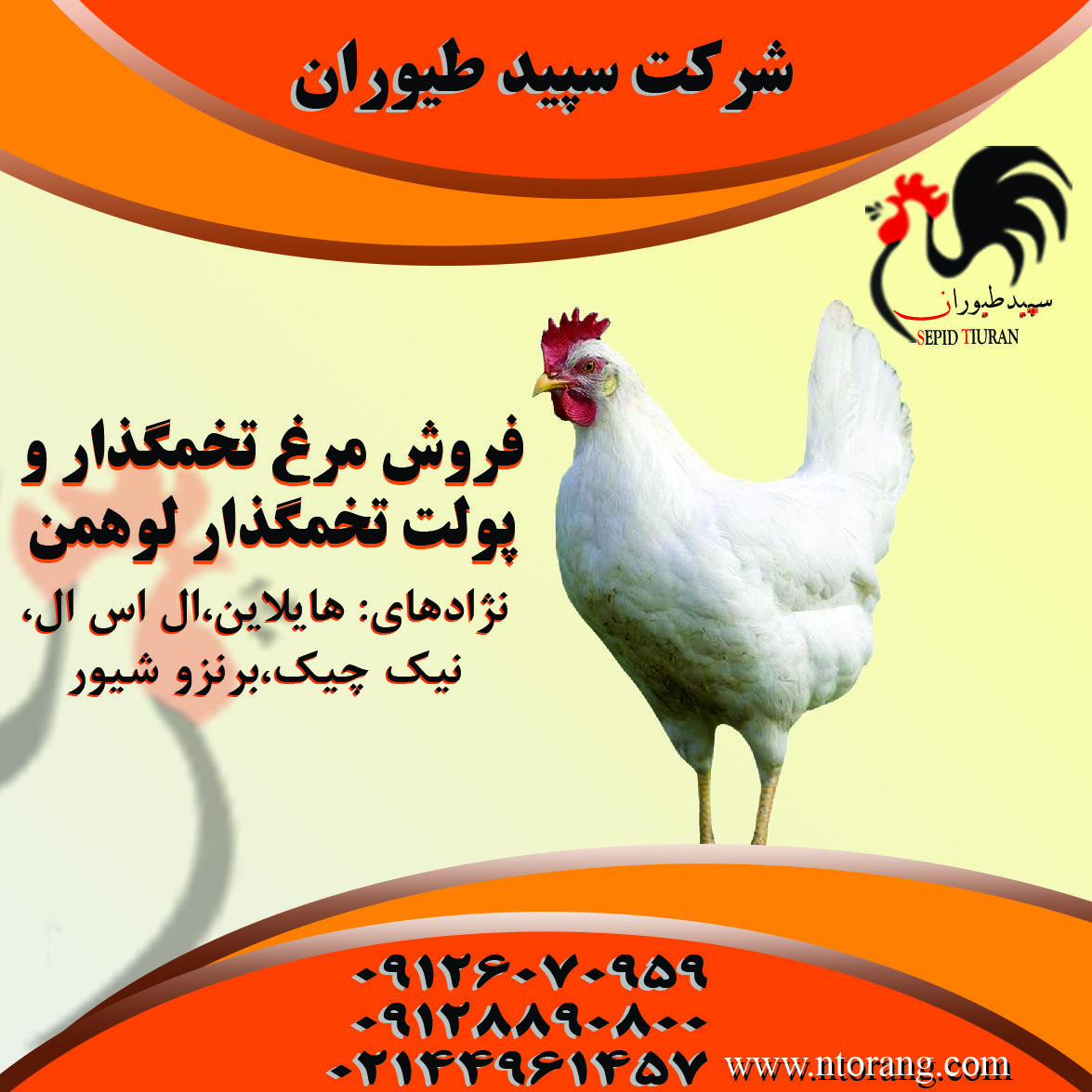 قیمت مرغ تخمگذار ،فروش جوجه یک روزه سودهی – طیور