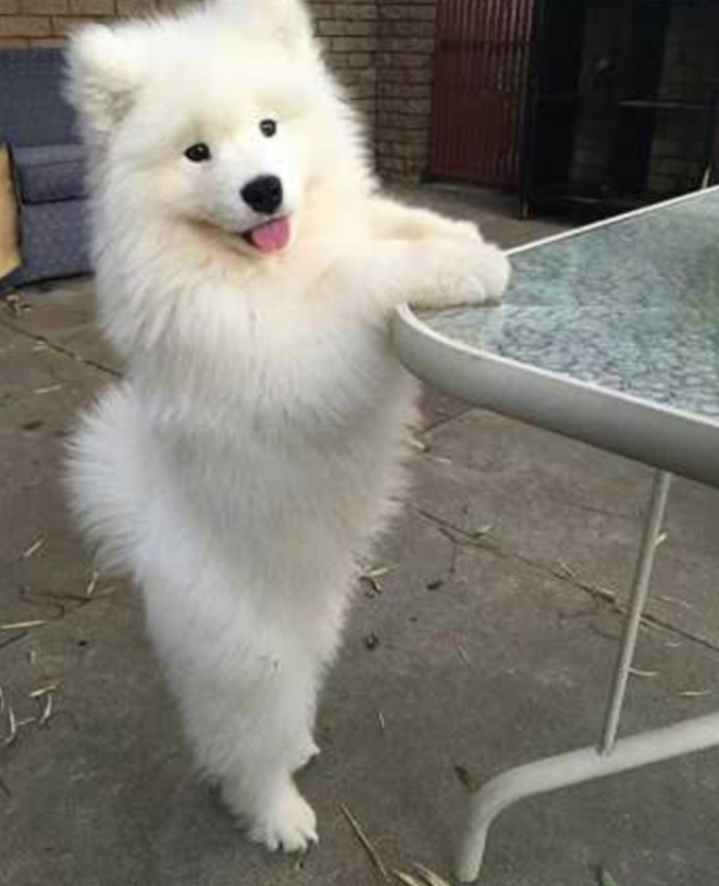 خرید وفروش تخصصی سگ ساموئیید سفید زیبا