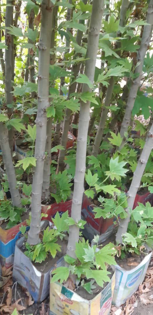 فروش نهال چنار بن ١۵ و ٢٠ مخصوص فضای سبز و جرایم شهرداری