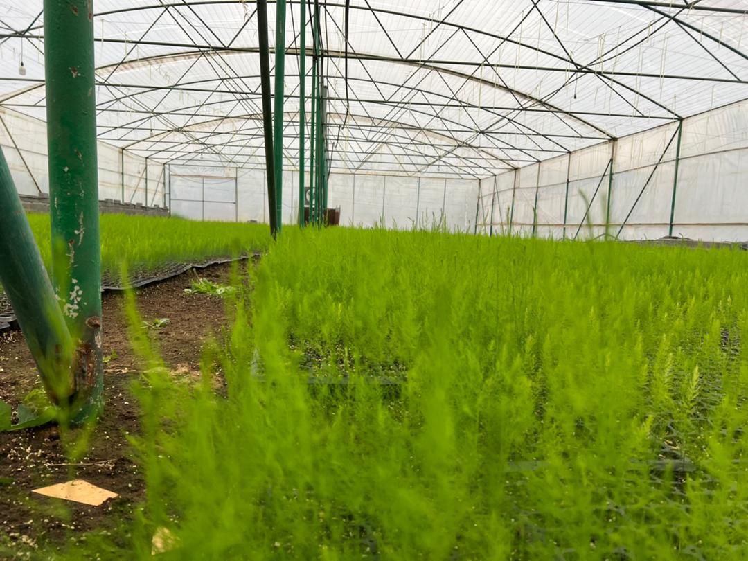 مارچوبه رمز اطلس