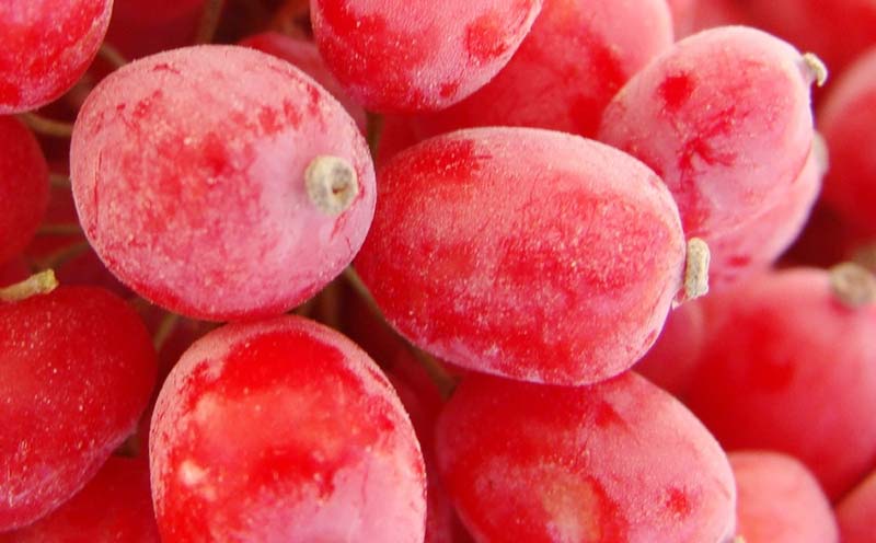 فروش عمده زرشک پفکی و اناری