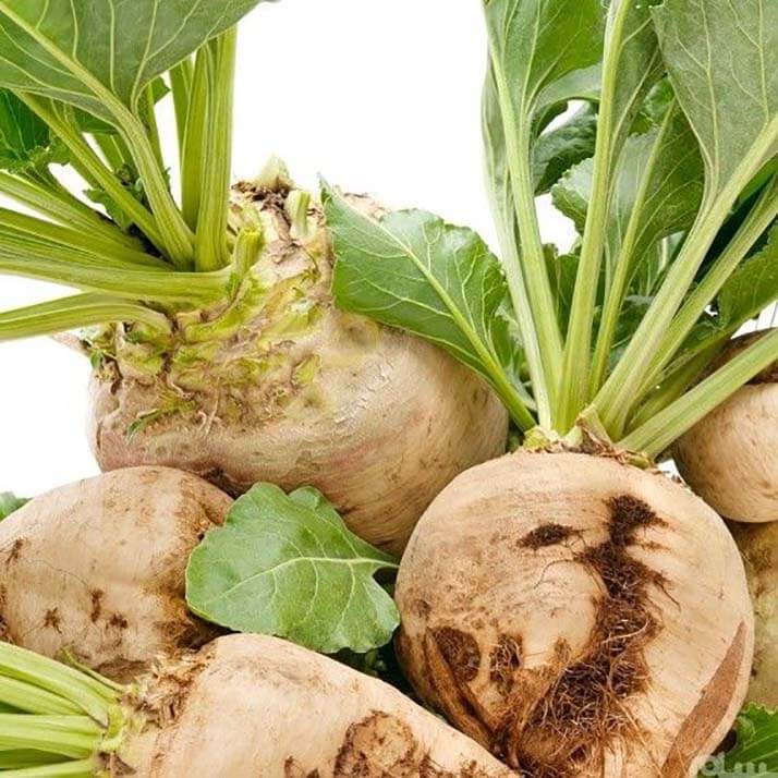 شراکت خرید چغندر قند
