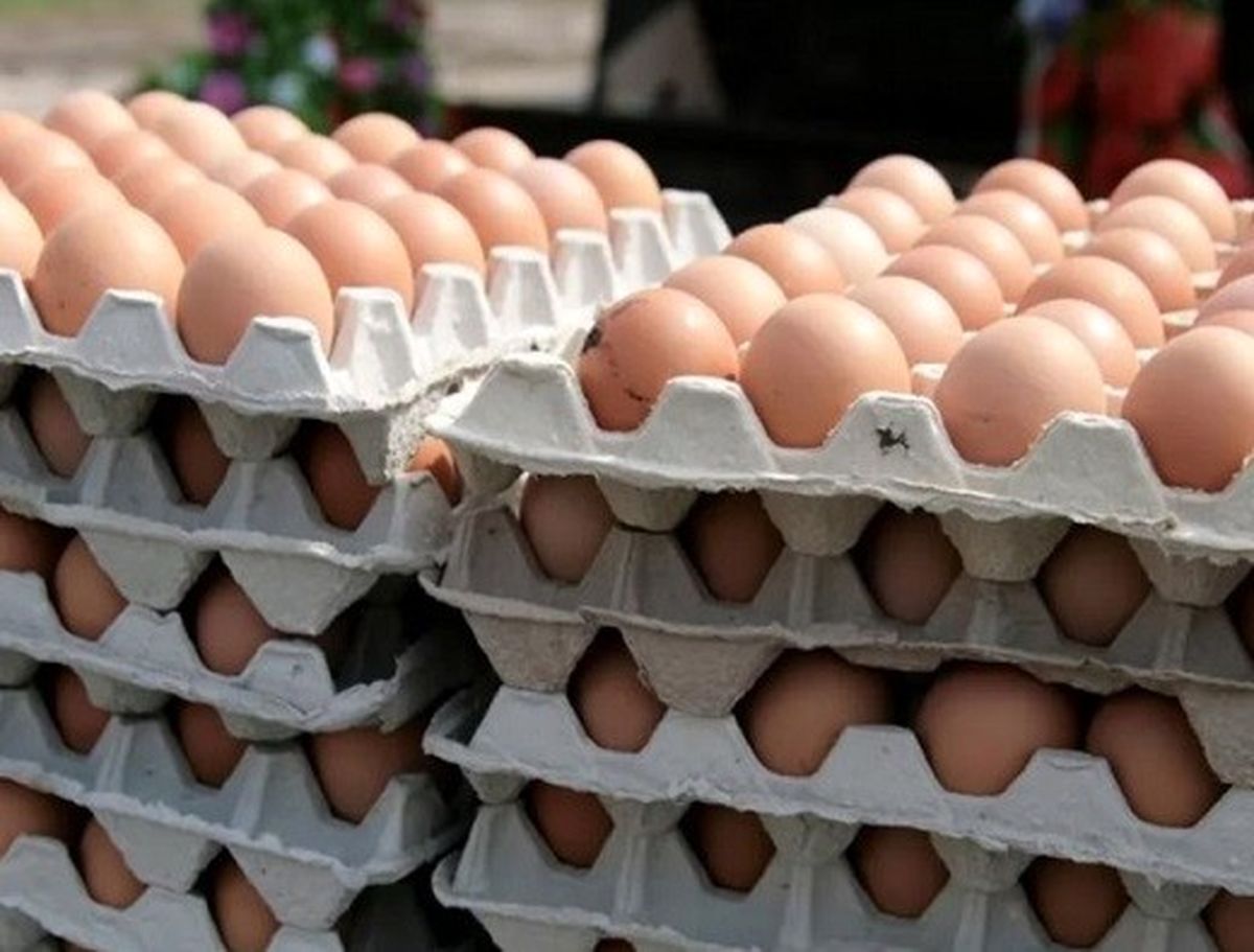 پخش انواع تخم مرغ