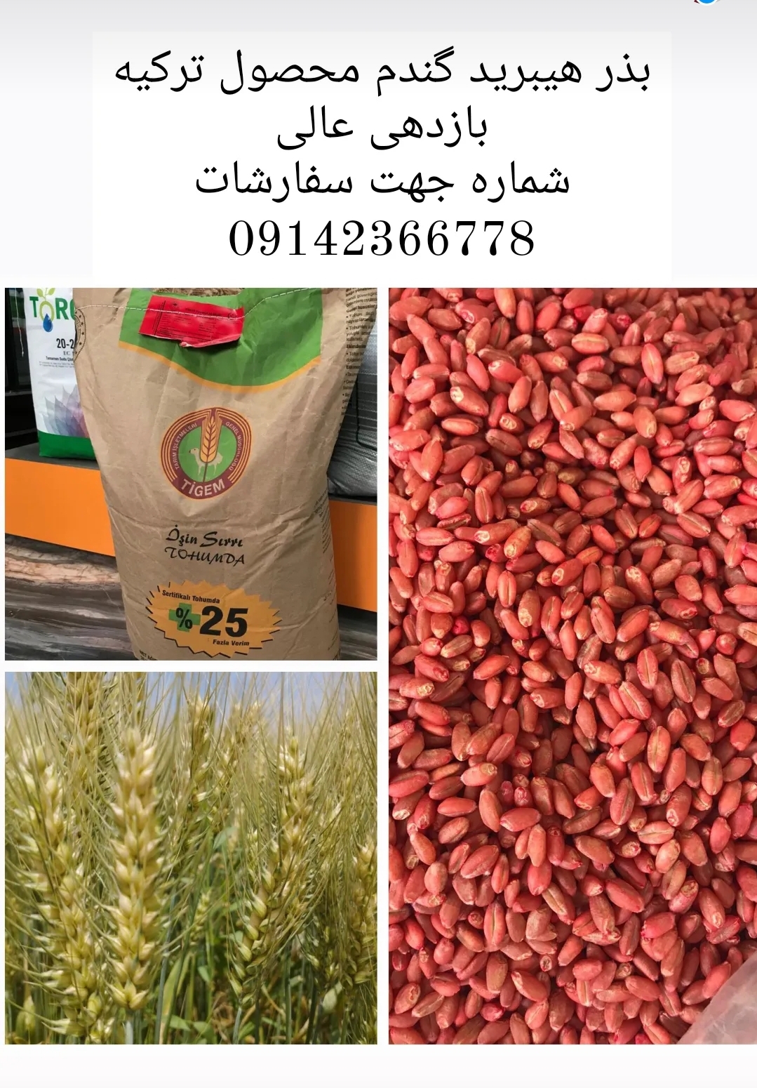 بذر هیبرید گندم ترکیه ای