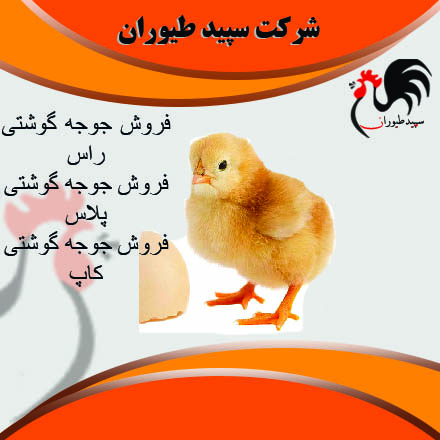 فروش جوجه مرغ گوشتی . قیمت جوجه یکروزه گوشتی – طیور